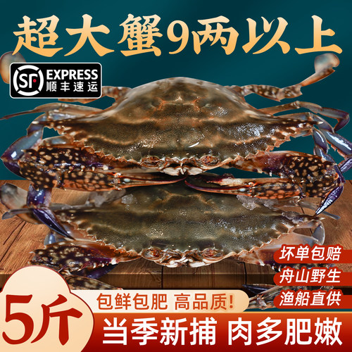 【5斤特大7-9两/只】新捕梭子蟹