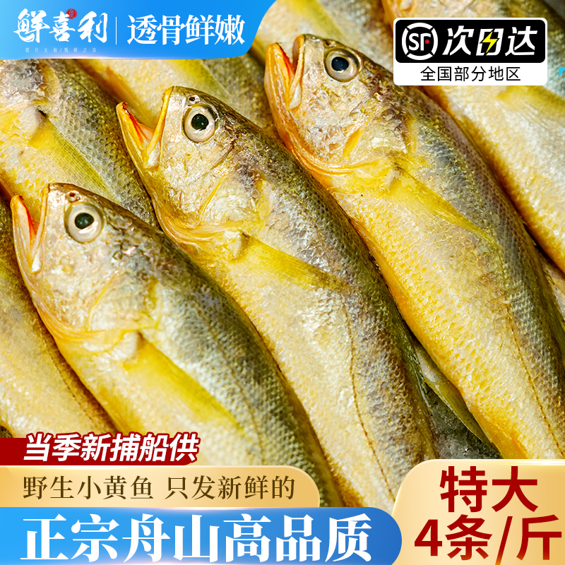 【3斤新捕船供】舟山野生小黄鱼