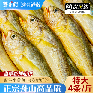 真正舟山小黄鱼新鲜冷冻深海海鲜水产黄花鱼生鲜冰鲜海鱼商用烧烤
