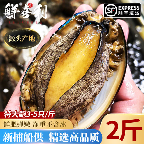 【2斤特大3-5只/斤】鲍鱼鲜活