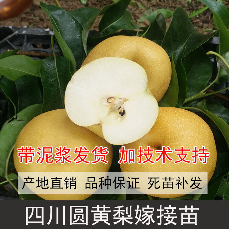 四川新鲜现挖丰水梨树苗嫁接梨子树苗梨树圆黄梨树苗脆冠梨子树苗
