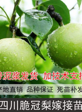 四川新鲜现挖嫁接翠玉梨树苗