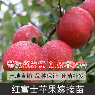 四川嫁接红富士苹果苗糖心苹果苗苹果树早熟青苹果苗苹果嫁接树苗