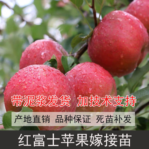 四川嫁接红富士苹果苗糖心苹果苗苹果树早熟青苹果苗苹果嫁接树苗