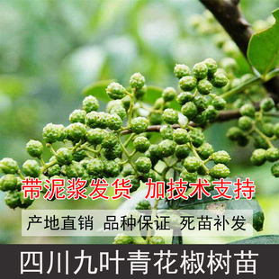 四川九叶青花椒苗青花椒树苗麻椒苗大红袍花椒树苗红花椒苗花椒树