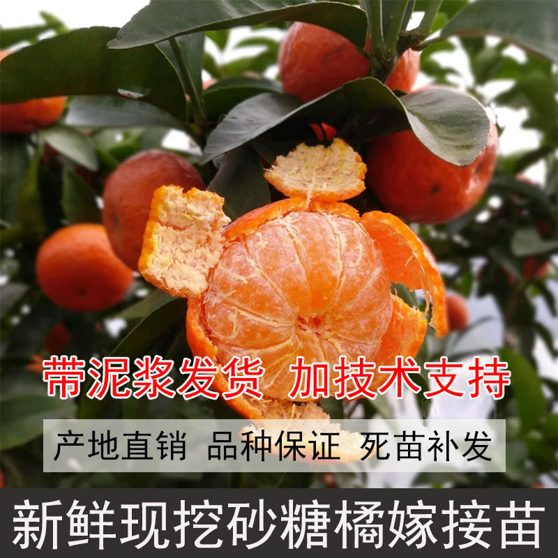 砂糖橘树苗十月桔砂糖橘树沙糖桔苗橘子树苗沙糖桔子苗沙糖橘子苗