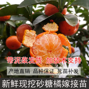 砂糖橘树苗十月桔砂糖橘树沙糖桔苗橘子树苗沙糖桔子苗沙糖橘子苗