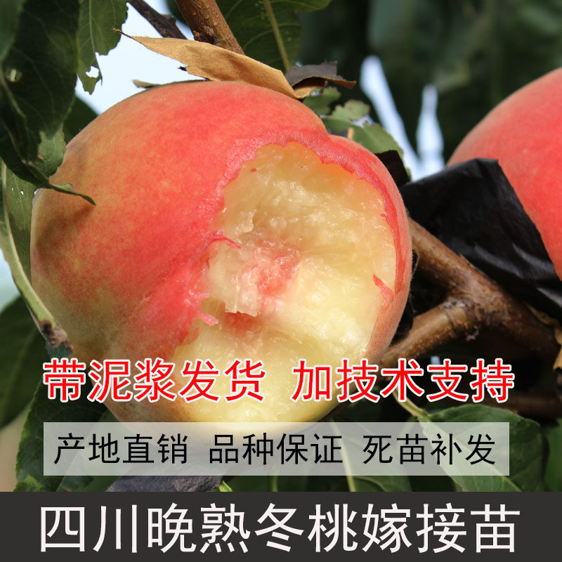 四川晚熟冬桃苗冬桃树苗雪桃苗冬桃树雪桃树苗映霜红桃苗黄桃树苗