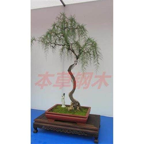 柽柳盆栽怪柳植景观音柳小苗木山春柳老台熟