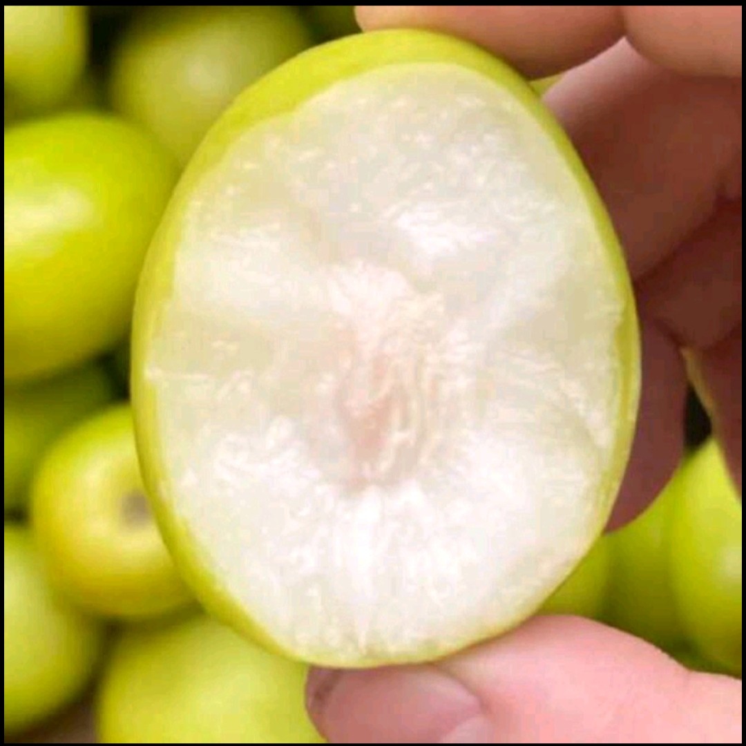 新鲜牛奶果青枣冬枣大枣非红枣陕西应季时令特色土产养生水果蔬菜