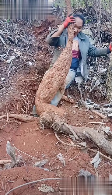 野生葛根粉美容养颜升阳止泄营养滋补保健药食同源食产品中草药材