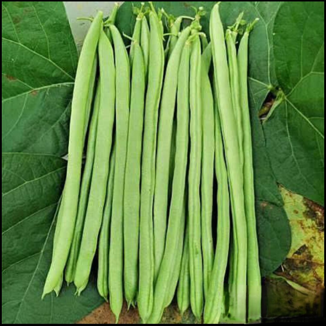 新鲜现摘四季芸豆角当应反季节农自种家蔬菜长杠杆竿扁豆 5斤包邮