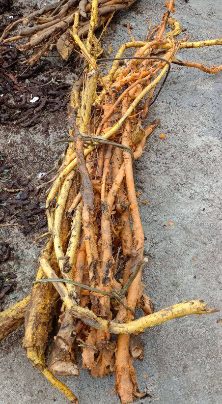 穿破石川破石黄龙蜕壳去风除湿消散肿瘀通络止痛泡酒中草药材