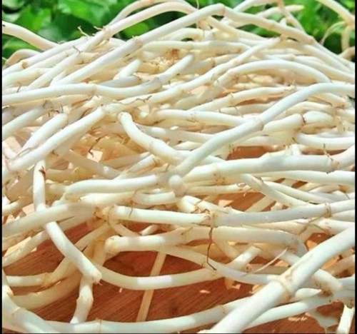 5斤包邮 新鲜现挖折耳根鱼腥草天然植物青霉素药食同源食品蔬菜