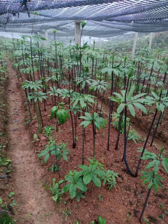 七叶一枝花华重楼种子苗块茎干根清解热蛇毒消除肿炎止痛中草药材