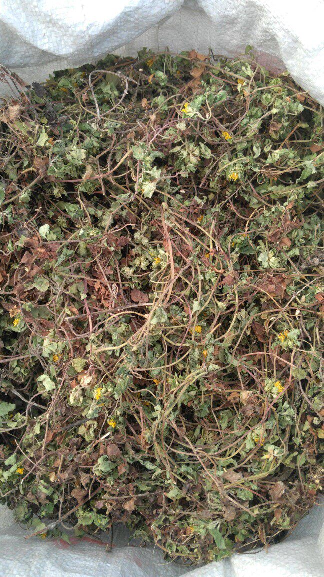 小叶金钱草化石草结石草治利尿道路膀胱通淋肝胆肾肿炎消中草药材