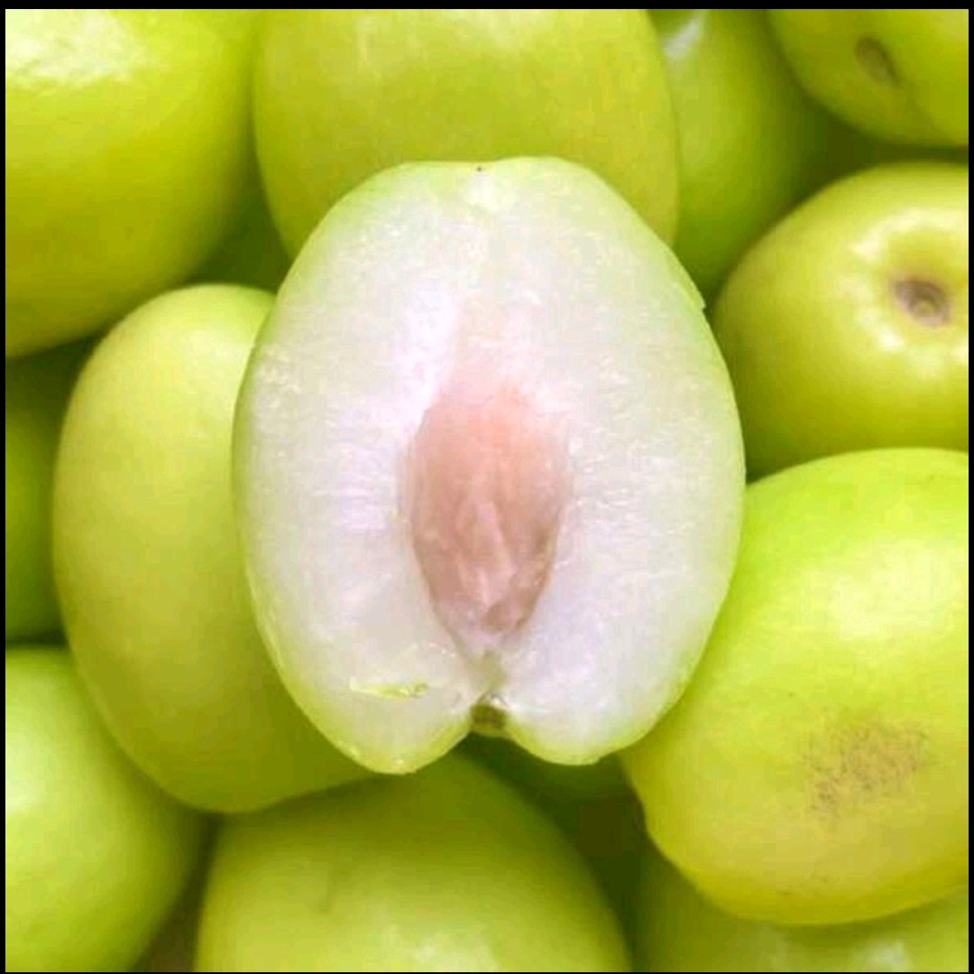 新鲜牛奶果青枣冬枣大枣非红枣陕西应季时令特色土产养生水果蔬菜