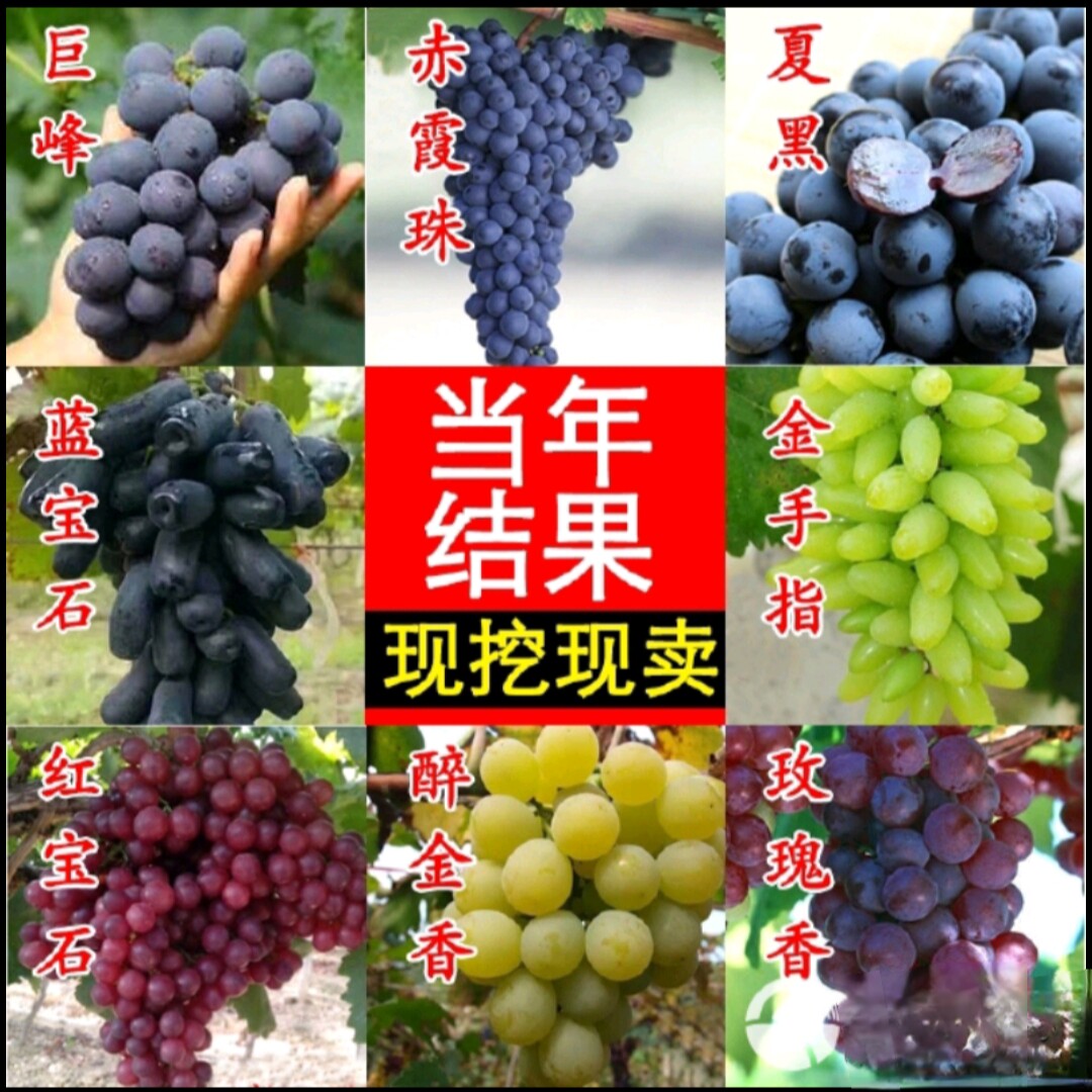 巨峰北冰红美人指蓝宝石玫瑰香马奶青提子葡萄无核籽果树苗盆景栽