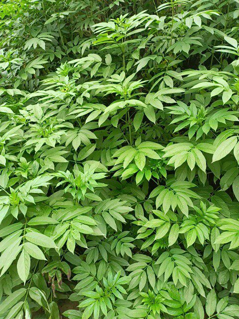 接骨草木陆英走马风臭跌打损伤筋骨折碎关节扭伤痛内外用中草药材