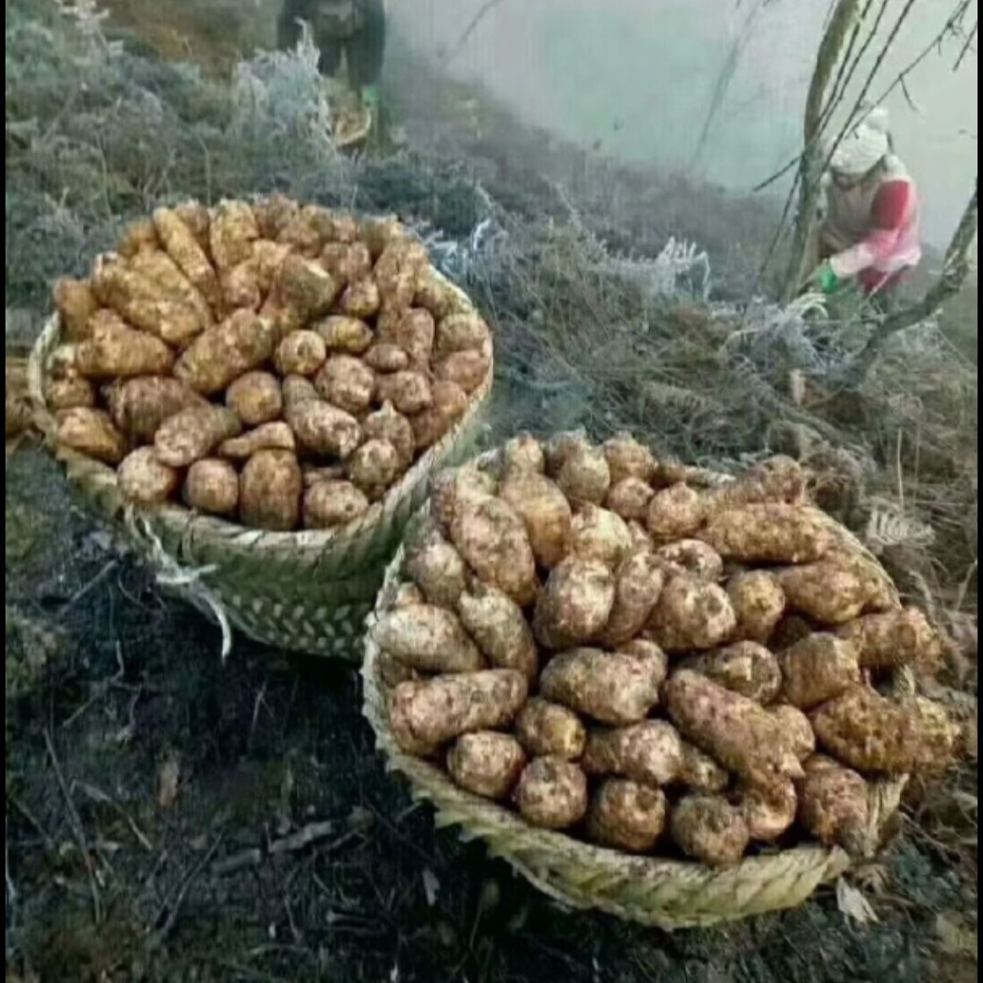 云南昭通新鲜湿天麻产地直销药食补疗同源煲汤泡酒中草药材料产品
