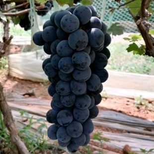 新鲜葡萄无核籽干夏黑紫色巨峰应反季节耐储存藏榨汁水果 5斤包邮