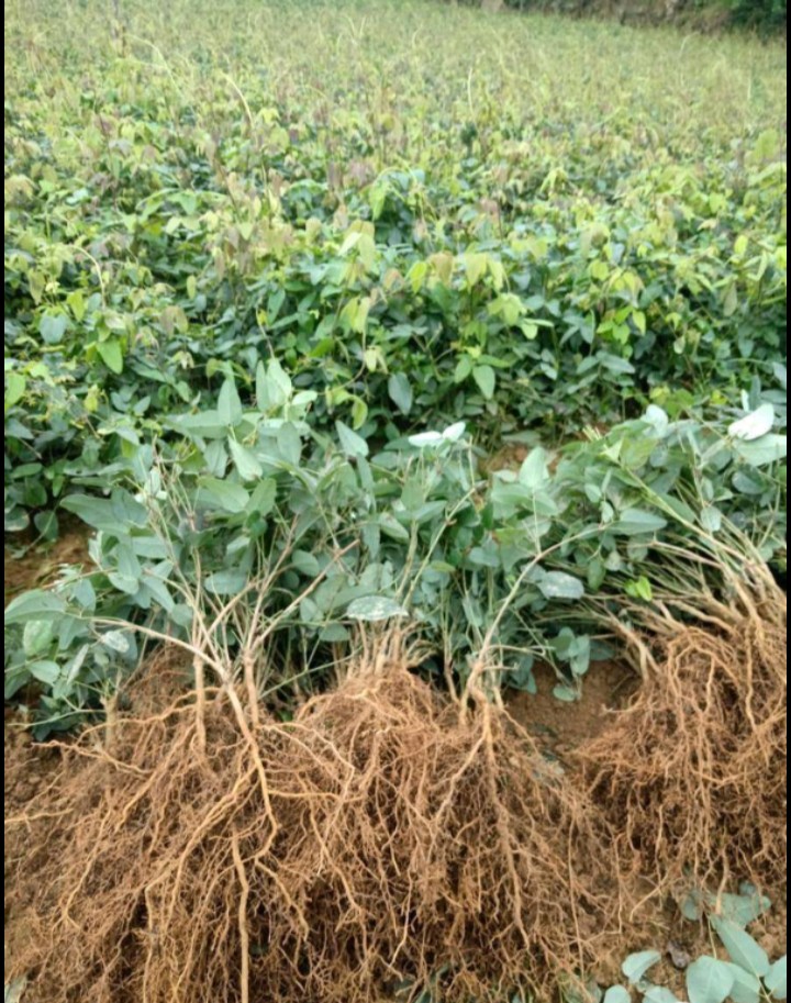 八月瓜炸种子幼苗药食同源中草药材新奇特色水果三叶川木通果树苗