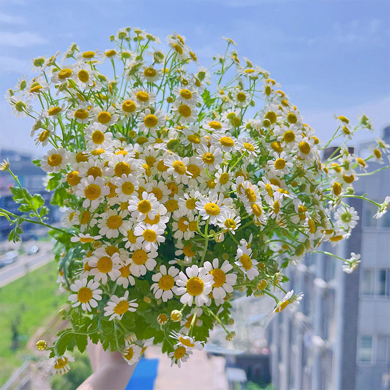 洋甘菊鲜花云南昆明直发网红小清新花材批发家用水养鲜切花鲜花束