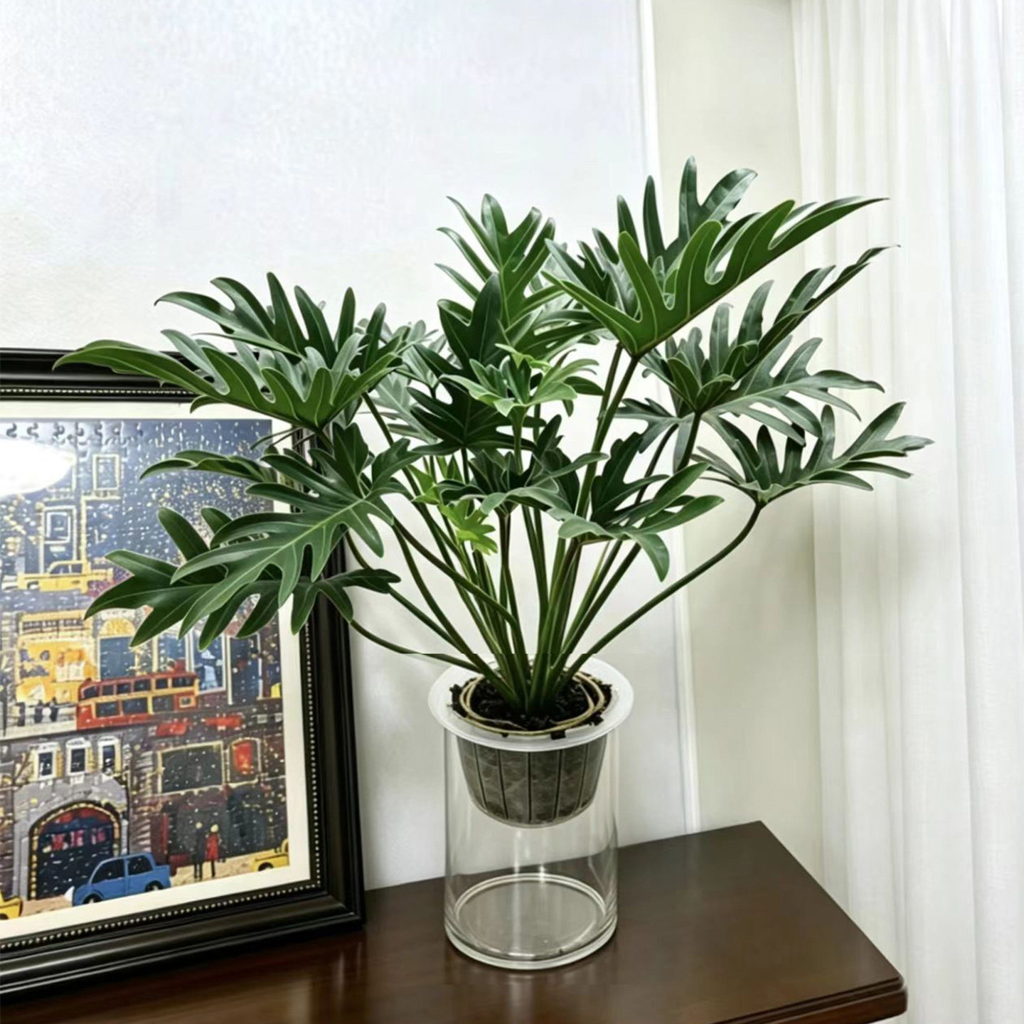 龙鳞小天使老桩水培绿植室内大瓶款春羽落地观叶盆栽客厅好养耐阴