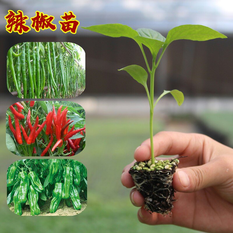 秋季春季辣椒尖椒种苗苗秧菜苗蔬菜苗辣椒幼苗瓜果种苗盆栽四季