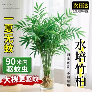 大颗水培竹柏室内驱蚊易养