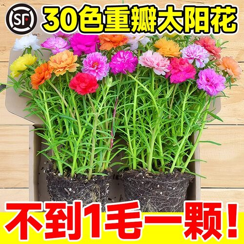 重瓣太阳花苗带根带苞易养盆栽