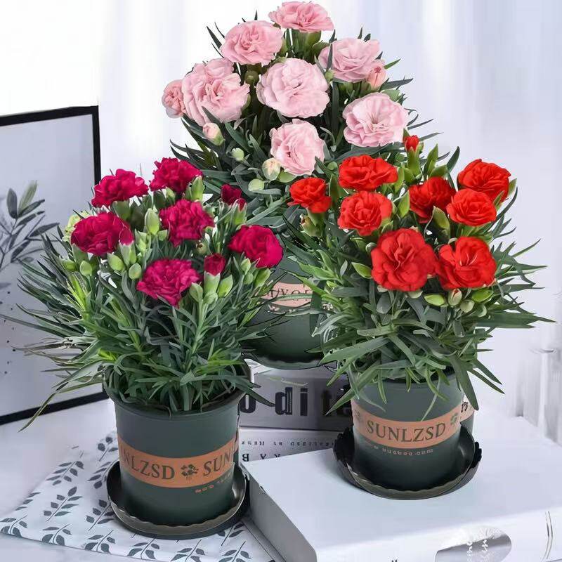大盆康乃馨盆栽带花易养四季开花