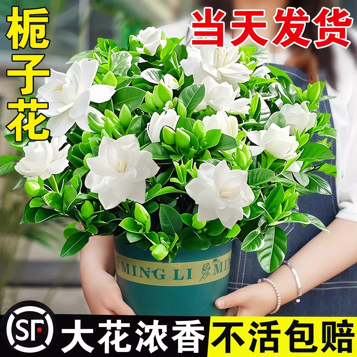 栀子花盆栽四季常青阳台绿植花卉大盆栽好养植物浓香型花期带花苞