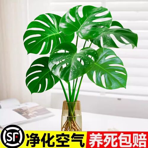 【当天发货】水培大叶龟背竹开背