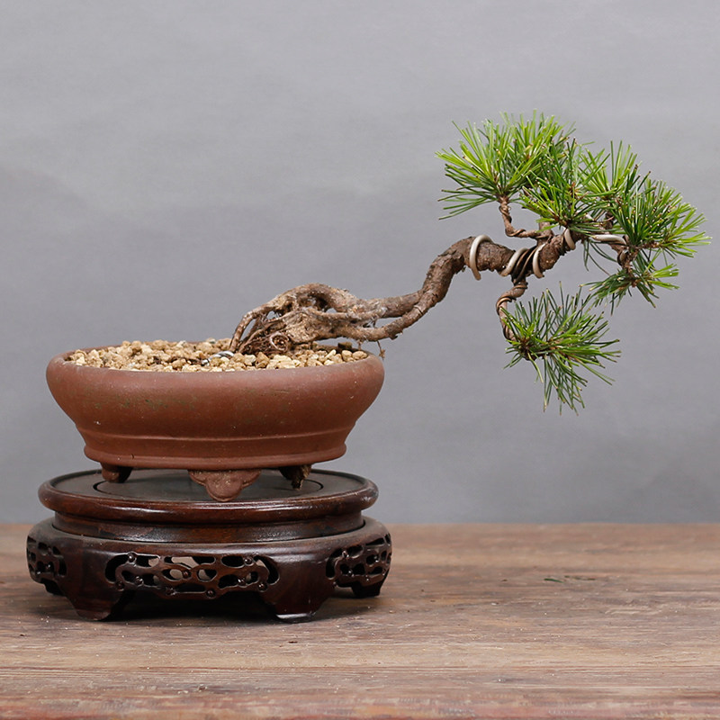 中国公室庭院阳台一物一拍精品黄山松微型小品盆景盆栽松柏盆景绿|ruв категории доставка цветов/цветок моделирования/растения садоводства, цветок/растения в горшках (новый), растения - от Buy2taobao.com для оказания профессиональной услуги покупки агента Taobao