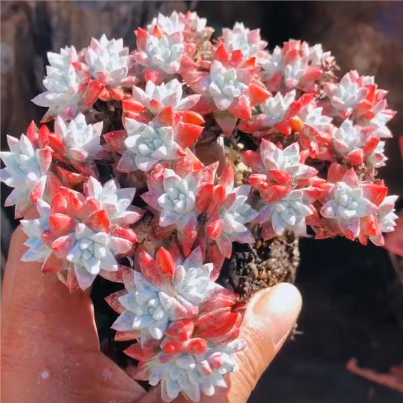 仙女杯系列老桩白菊多头多肉植物好养活木质杆室内办公室盆栽