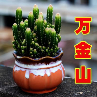 万重山锦【满18元包邮】多肉植物