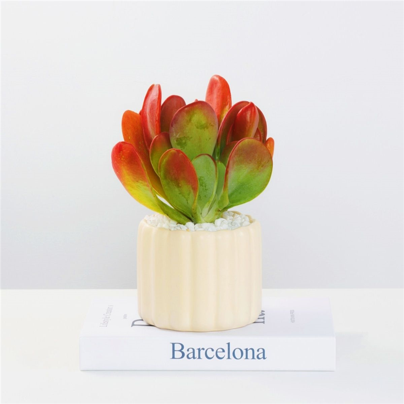 火狐狸多肉植物老桩稀有多肉办公室桌面巨大多肉贵货绿植花卉盆栽