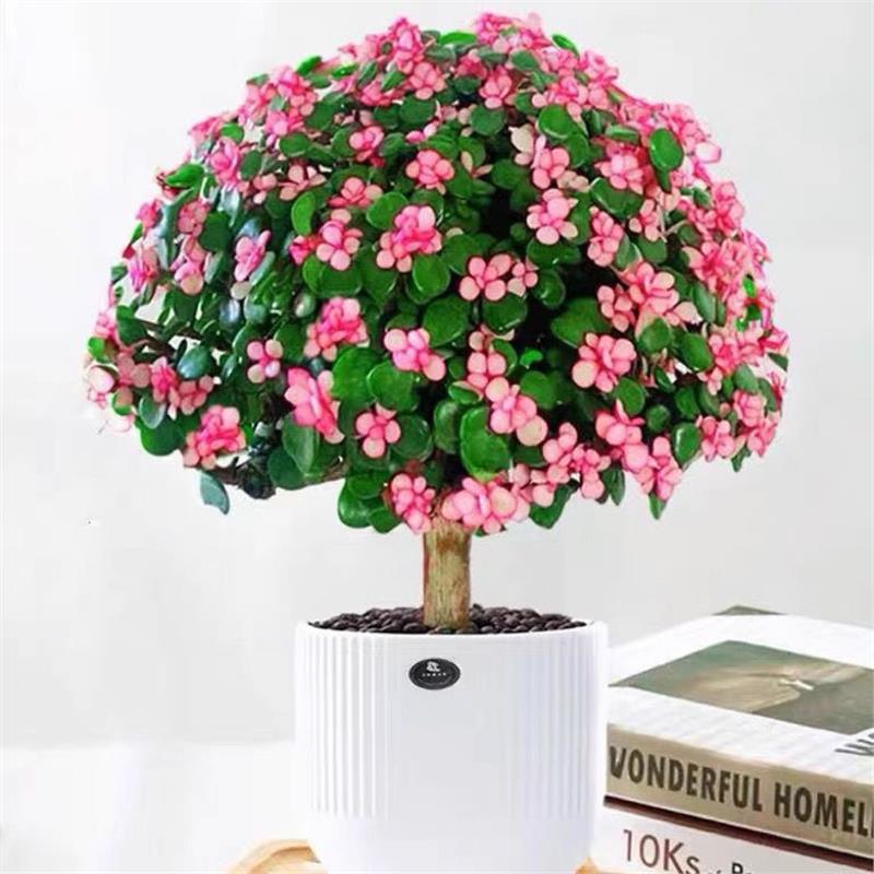金枝玉叶老桩盆栽四季开花多肉植物室内办公花卉雅乐好养造型绿植