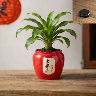 多肉花盆陶瓷喜庆创意个性轻奢蝴蝶兰盆栽桌面装饰造型简约透气