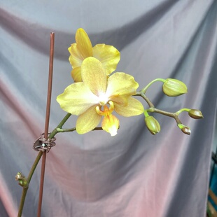 道友兰花 台湾NCK兰园 A63黄色风之谷2.5寸 一物一拍