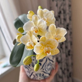 大仙兰园佛山店 趣味蝴蝶兰 雅风黄金豹 2.5寸杯