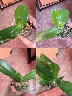 大仙兰园佛山店 台湾蝴蝶兰花后苗 及特惠苗5-6折处理 苗情看图