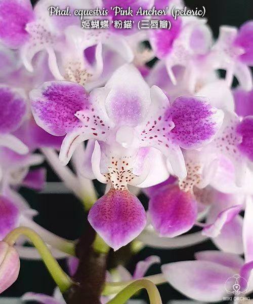 大仙兰园佛山店 编号39 美琪 姬蝴蝶兰粉猫三唇瓣,鲜花速递/花卉仿真/绿植园艺,国兰/杂交兰/洋兰类,淘宝优惠券,粉丝福利购,淘宝优惠卷