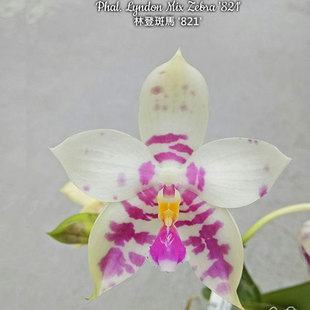 大仙兰园佛山店  台湾美琪 林登斑马821  2.0寸叶损苗