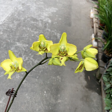 大仙兰园佛山店 黄色史塔基2.5寸实生苗 花图花色仅供参考