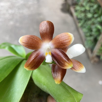 道友兰花 台湾育馨兰园 原生蝶 趣味蝶  咖啡蓝唇盾花蝴蝶兰