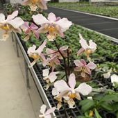 需直播间选苗备注才有效 大仙兰园佛山店 速拍备注编号 保温拍品