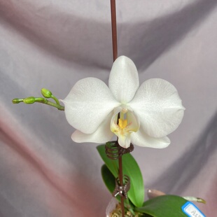 大仙兰园佛山店 A58 巴拉望阿嬷2.5寸 一物一拍