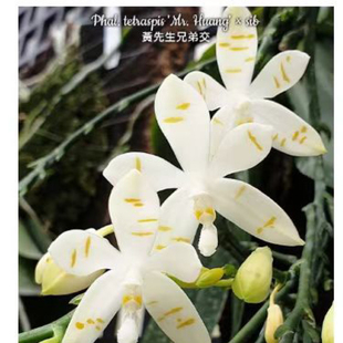 大仙兰园佛山店 台湾美琪原生蝴蝶兰 黄先生兄弟交2.5寸杯